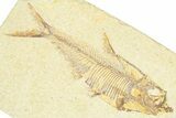 Detailed Fossil Fish (Diplomystus) - Wyoming #367562-1